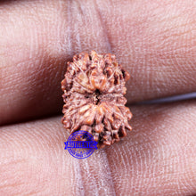 Load image into Gallery viewer, 14 mukhi Indonesian Rudraksha -  Bead No. 321
