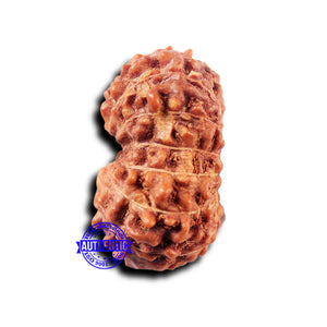 14 mukhi Indonesian Rudraksha -  Bead No. 321