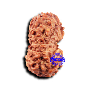 14 mukhi Indonesian Rudraksha -  Bead No. 321