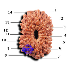 Load image into Gallery viewer, 14 mukhi Indonesian Rudraksha -  Bead No. 322
