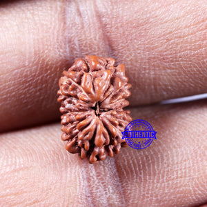 14 mukhi Indonesian Rudraksha -  Bead No. 322