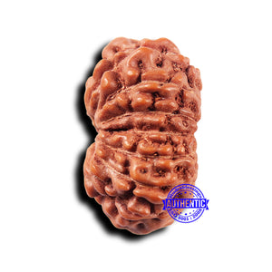 14 mukhi Indonesian Rudraksha -  Bead No. 322