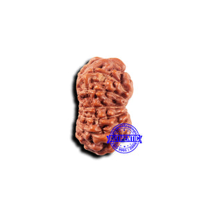 14 mukhi Indonesian Rudraksha -  Bead No. 322