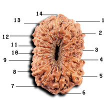 Load image into Gallery viewer, 14 mukhi Indonesian Rudraksha -  Bead No. 323
