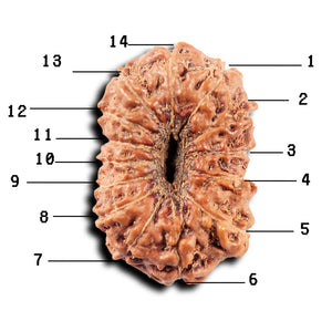 14 mukhi Indonesian Rudraksha -  Bead No. 323