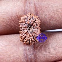 Load image into Gallery viewer, 14 mukhi Indonesian Rudraksha -  Bead No. 323
