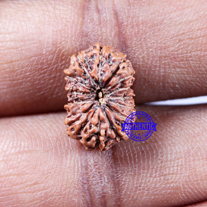 14 mukhi Indonesian Rudraksha -  Bead No. 323