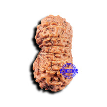 Load image into Gallery viewer, 14 mukhi Indonesian Rudraksha -  Bead No. 323
