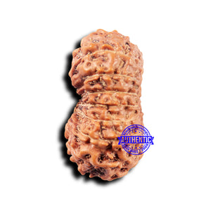 14 mukhi Indonesian Rudraksha -  Bead No. 323