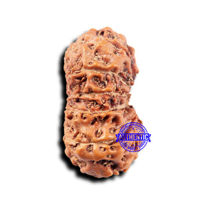 14 mukhi Indonesian Rudraksha -  Bead No. 323