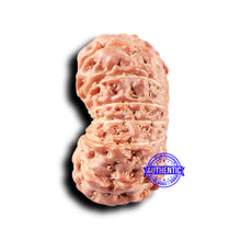 Load image into Gallery viewer, 14 mukhi Indonesian Rudraksha -  Bead No. 326
