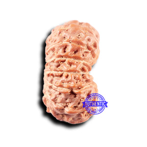 14 mukhi Indonesian Rudraksha -  Bead No. 326