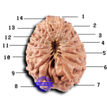 Load image into Gallery viewer, 14 mukhi Indonesian Rudraksha -  Bead No. 329
