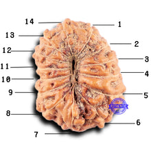 Load image into Gallery viewer, 14 mukhi Indonesian Rudraksha -  Bead No. 330
