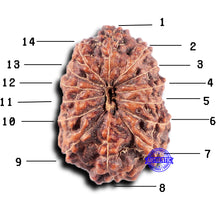 Load image into Gallery viewer, 14 mukhi Indonesian Rudraksha -  Bead No. 331
