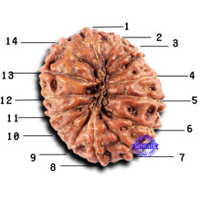 Load image into Gallery viewer, 14 mukhi Indonesian Rudraksha -  Bead No. 332
