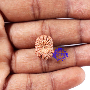 14 mukhi Indonesian Rudraksha -  Bead No. 326