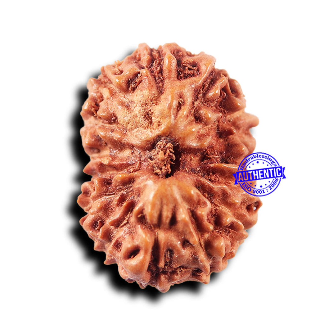 14 mukhi Indonesian Rudraksha -  Bead No. 307