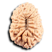 Load image into Gallery viewer, 14 mukhi Indonesian Rudraksha -  Bead No. 365
