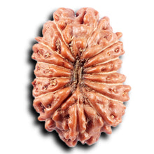 Load image into Gallery viewer, 14 mukhi Indonesian Rudraksha -  Bead No. 366
