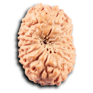 14 mukhi Indonesian Rudraksha -  Bead No. 367