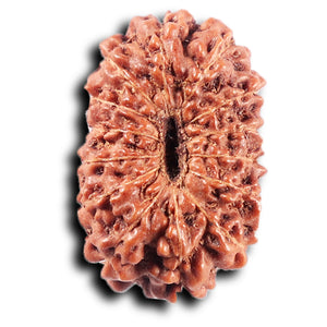 14 mukhi Indonesian Rudraksha -  Bead No. 369