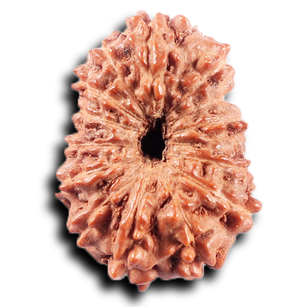 14 mukhi Indonesian Rudraksha -  Bead No. 370