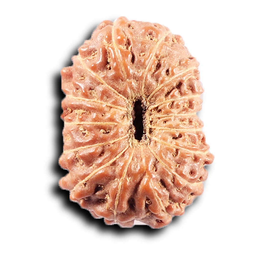 14 mukhi Indonesian Rudraksha -  Bead No. 371