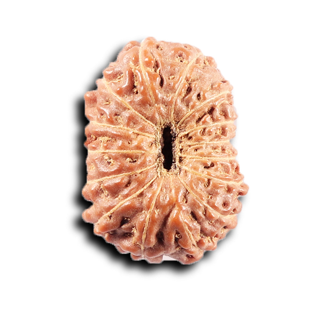 14 mukhi Indonesian Rudraksha -  Bead No. 371