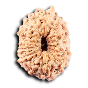 14 mukhi Indonesian Rudraksha -  Bead No. 373