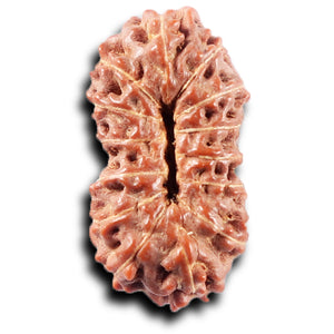 14 mukhi Indonesian Rudraksha -  Bead No. 374