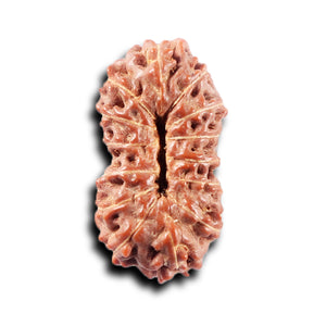 14 mukhi Indonesian Rudraksha -  Bead No. 374