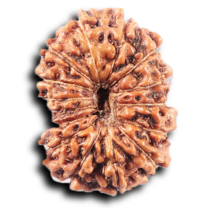 14 mukhi Indonesian Rudraksha -  Bead No. 375