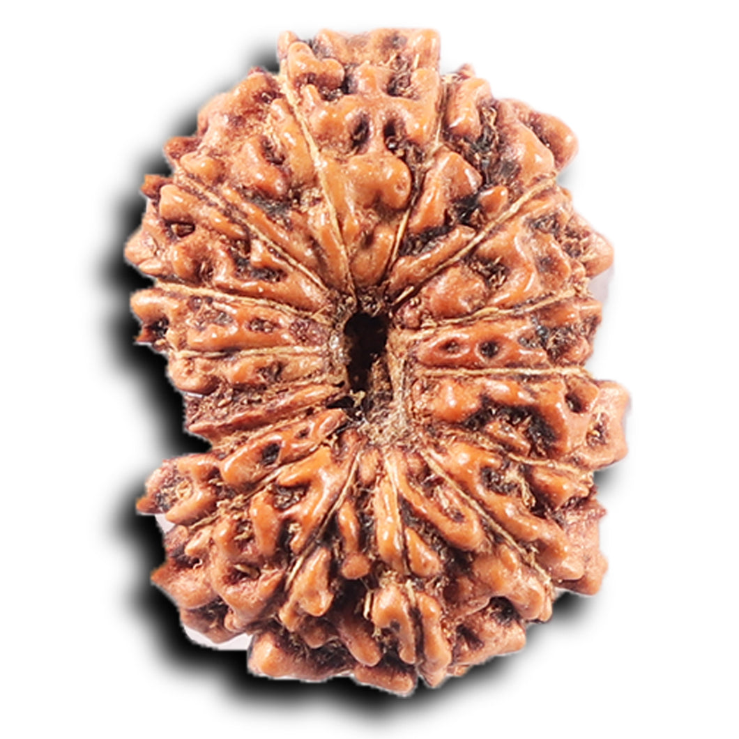 14 mukhi Indonesian Rudraksha -  Bead No. 375