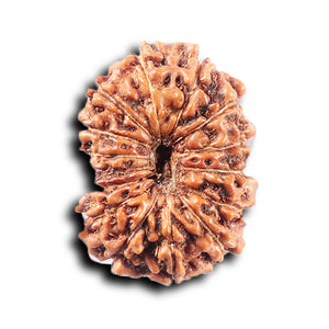 14 mukhi Indonesian Rudraksha -  Bead No. 375