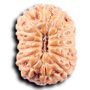 14 mukhi Indonesian Rudraksha -  Bead No. 377