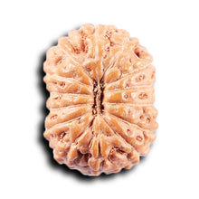 Load image into Gallery viewer, 14 mukhi Indonesian Rudraksha -  Bead No. 377
