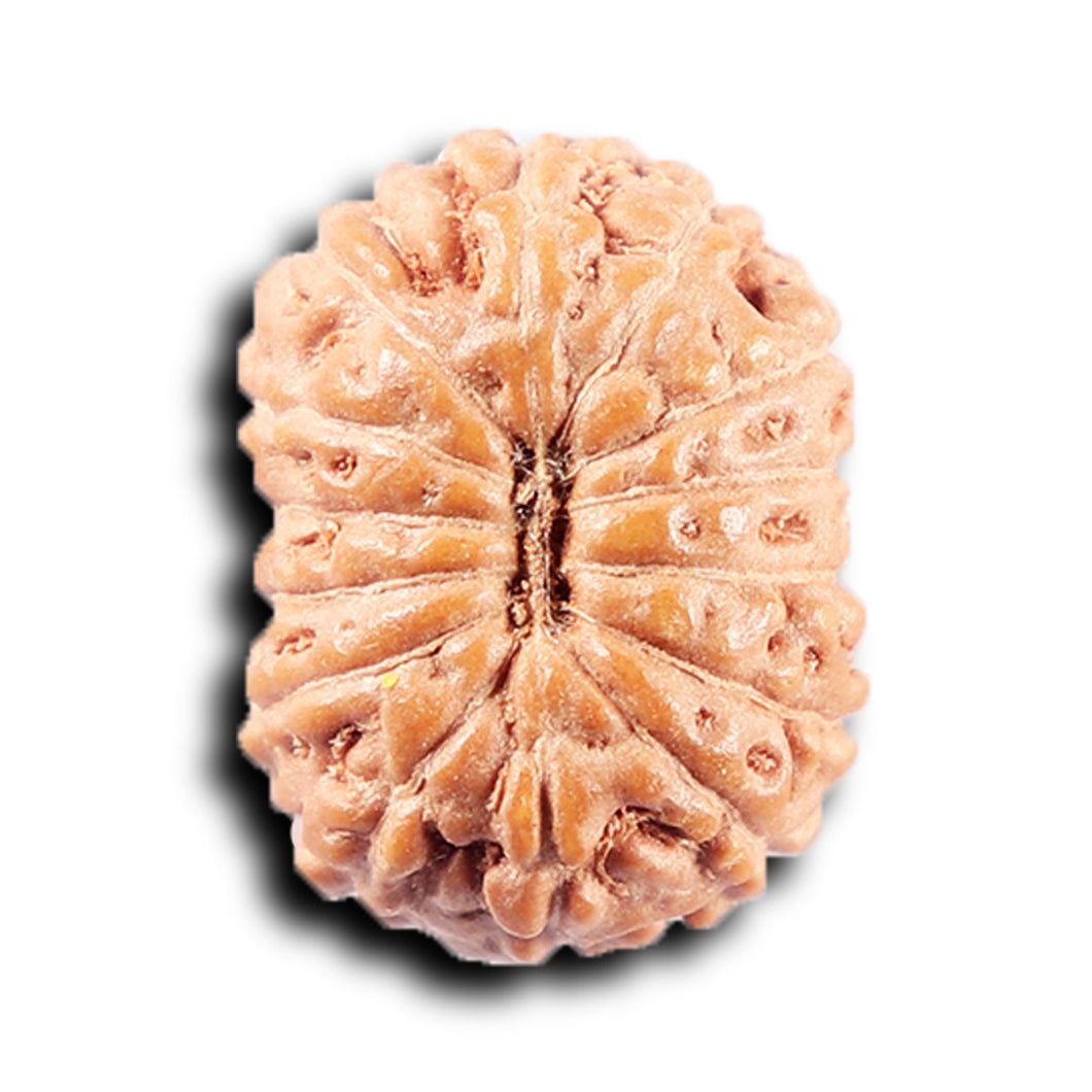 14 mukhi Indonesian Rudraksha -  Bead No. 377