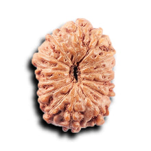 Load image into Gallery viewer, 14 mukhi Indonesian Rudraksha -  Bead No. 378
