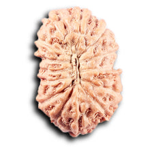 Load image into Gallery viewer, 14 mukhi Indonesian Rudraksha -  Bead No. 380
