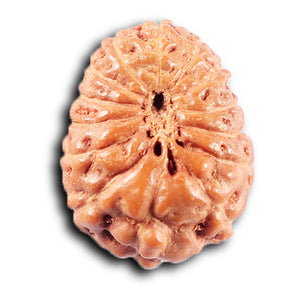 14 mukhi Indonesian Rudraksha -  Bead No. 381