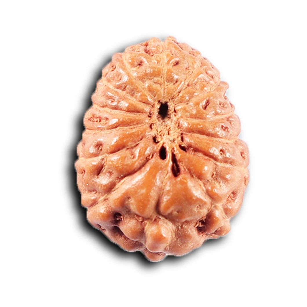 14 mukhi Indonesian Rudraksha -  Bead No. 381