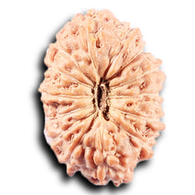 Load image into Gallery viewer, 14 mukhi Indonesian Rudraksha -  Bead No. 382
