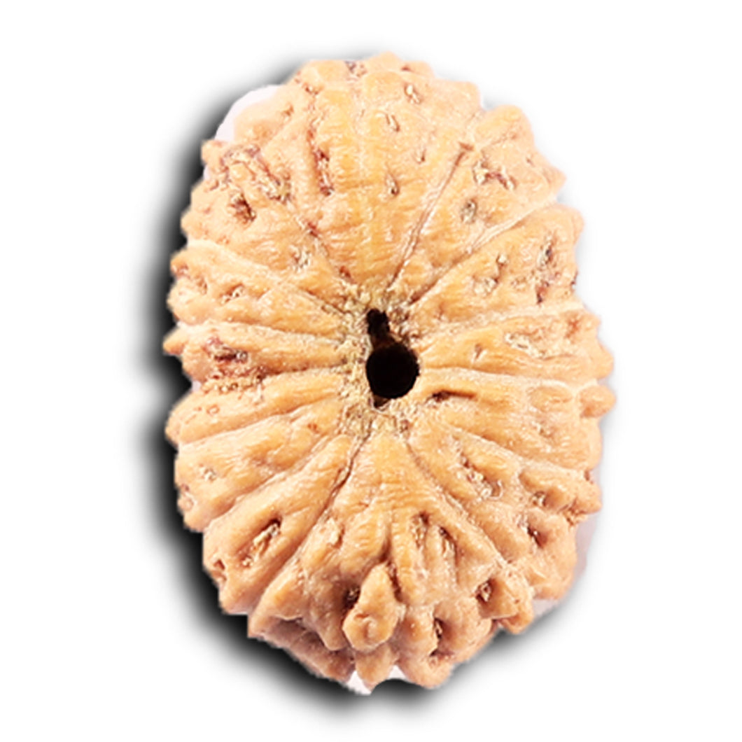 14 mukhi Indonesian Rudraksha -  Bead No. 383