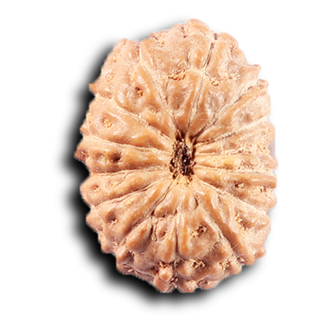 14 mukhi Indonesian Rudraksha -  Bead No. 384