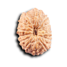 Load image into Gallery viewer, 14 mukhi Indonesian Rudraksha -  Bead No. 384
