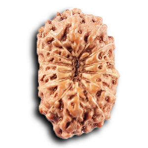 14 mukhi Indonesian Rudraksha -  Bead No. 385