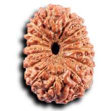 Load image into Gallery viewer, 14 mukhi Indonesian Rudraksha -  Bead No. 386
