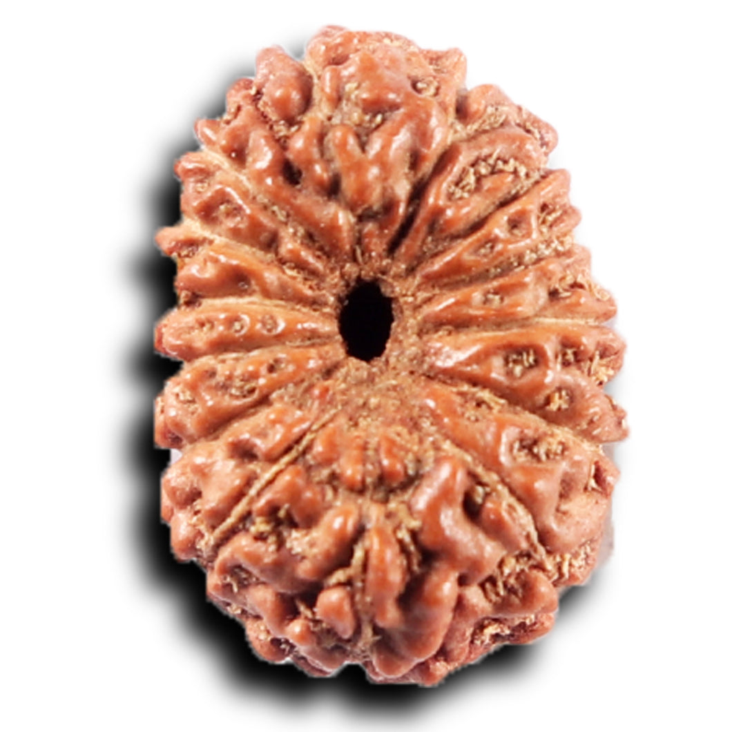 14 mukhi Indonesian Rudraksha -  Bead No. 386