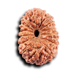 14 mukhi Indonesian Rudraksha -  Bead No. 386